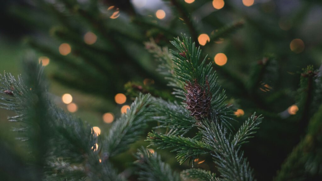 What does Scripture say about celebrating Christmas?